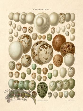 Eggs Of European Birds Plate 1